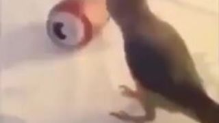 Birb is Rad